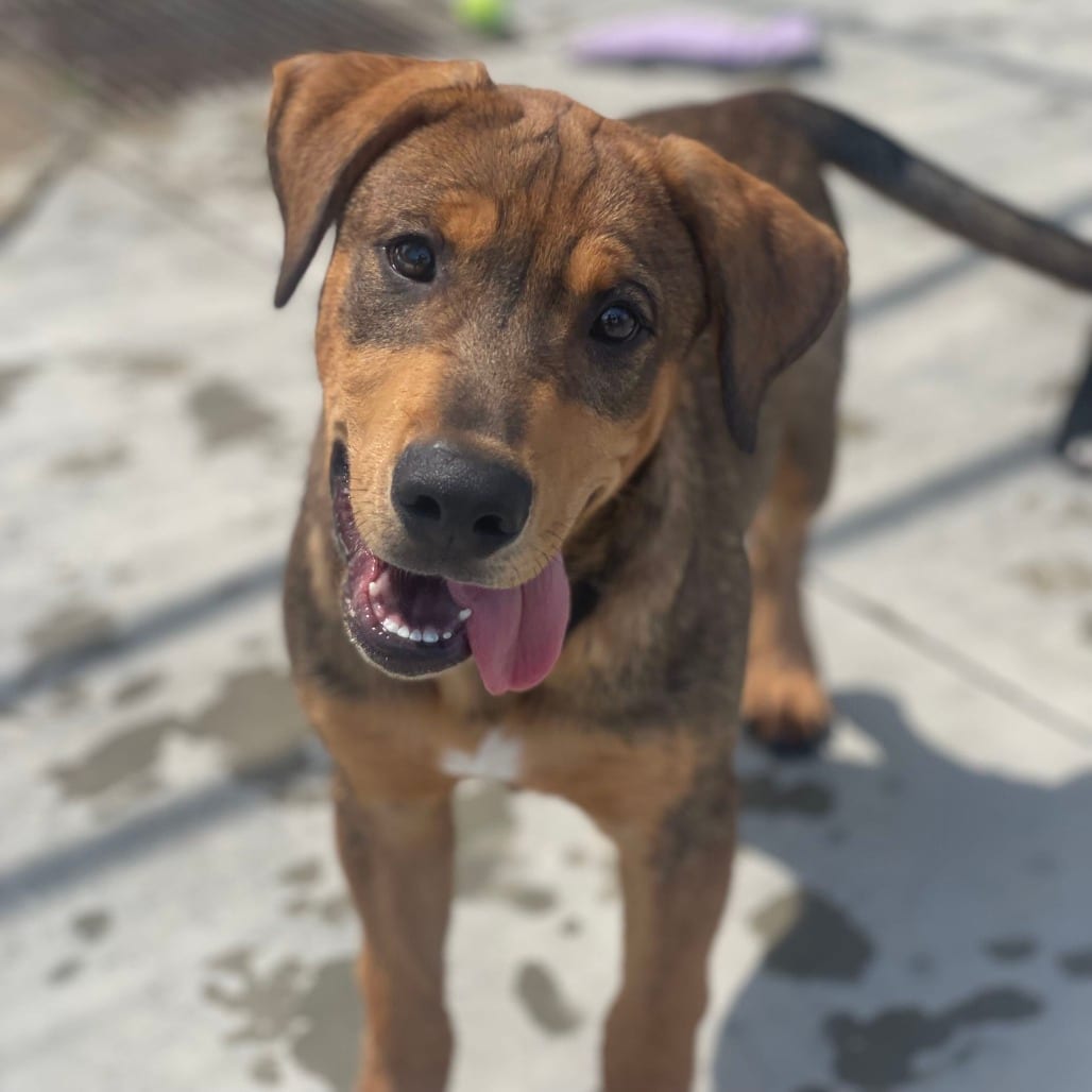 Photo of Wilbur, adoptable Mastiff / Mixed Breed (Medium) in Riverside, California