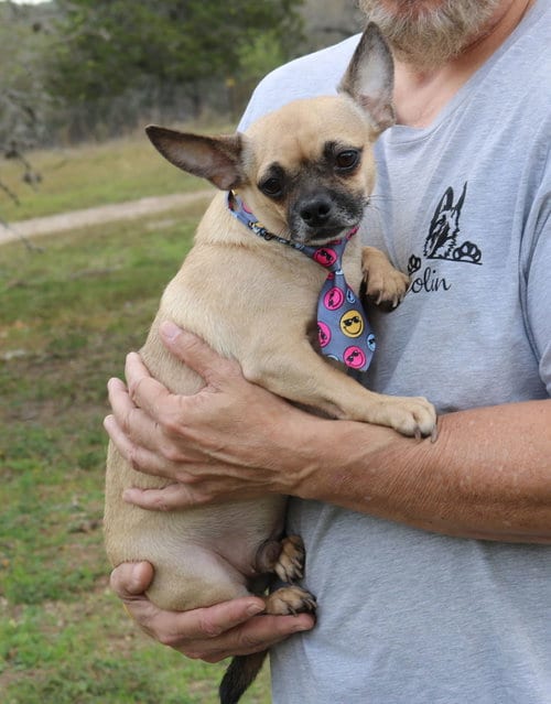 Photo of Mutz, adoptable Pug in Bandera, Texas