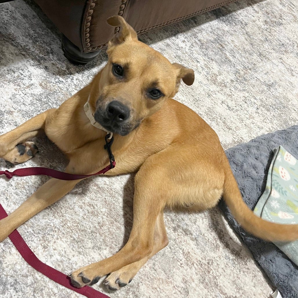 Photo of Brownie, adoptable Mixed Breed (Medium)