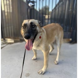 Photo of Mia, adoptable Belgian Malinois in Jurupa Valley, California