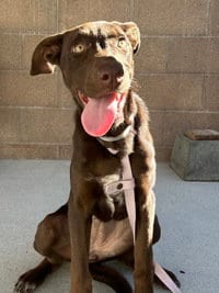 Photo of Daisy Mazie, adoptable Doberman Pinscher in Salinas, California