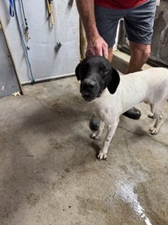 Photo of Cochese - Foster Needed, adoptable German Shorthaired Pointer in Omaha, Nebraska