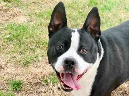 Photo of Carlito, adoptable dog in Georgetown, Texas