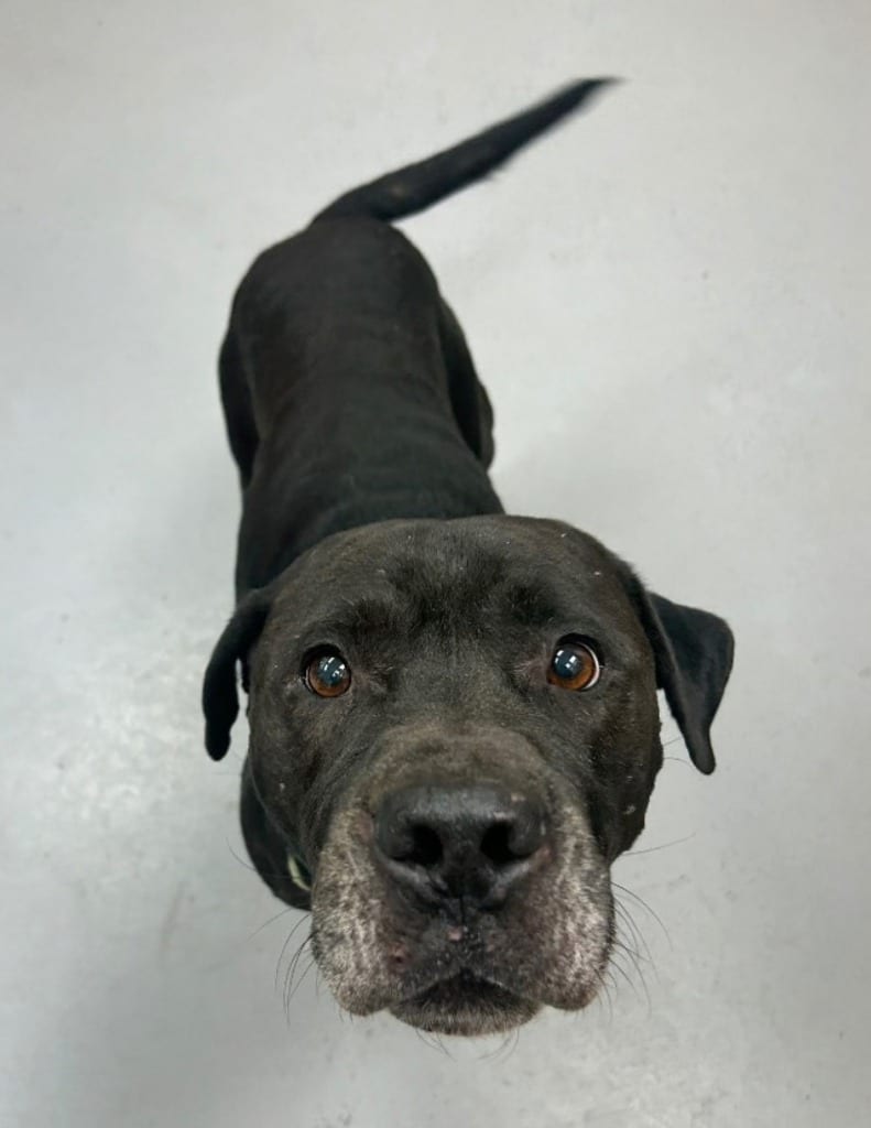 Photo of Kratos, adoptable Pit Bull Terrier in Hartsville, South Carolina