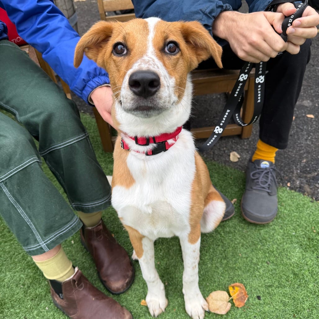 Photo of Fax, adoptable Shepherd, Australian