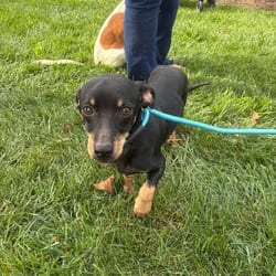 Photo of Juan, adoptable Dachshund Mixed Breed (Small) in Frederick, Maryland