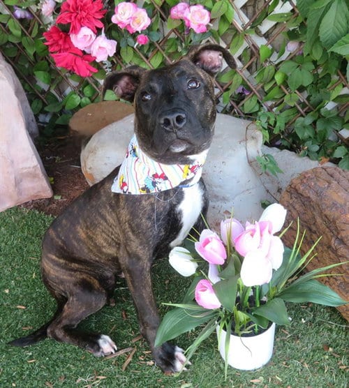 Photo of Amelia, adoptable Plott Hound in Oklahoma City, Oklahoma