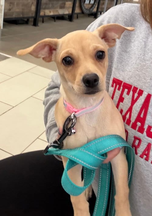 Photo of Mercedes, adoptable Chihuahua in Grafton, Wisconsin
