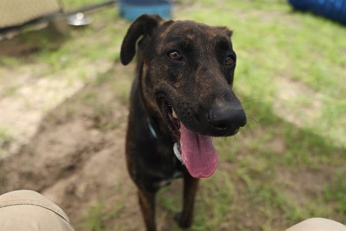 Photo of Rudder, adoptable Labrador Retriever in Ocala, Florida