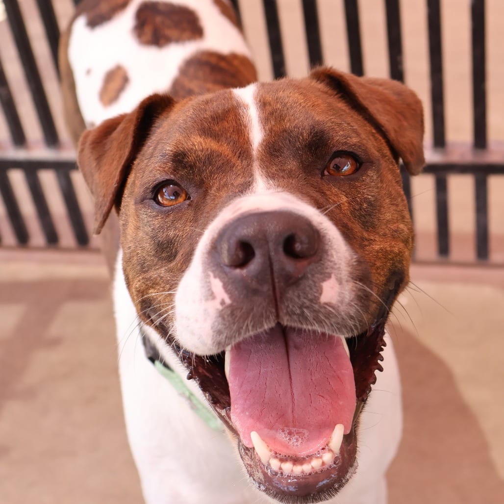 Photo of Nero, adoptable Terrier, American Staffordshire / Mix in San Antonio, Texas