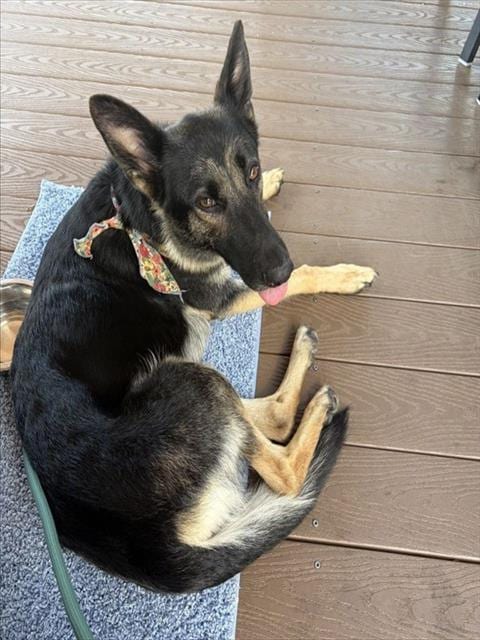 Photo of Birdie, adoptable German Shepherd Dog in Sacramento, California