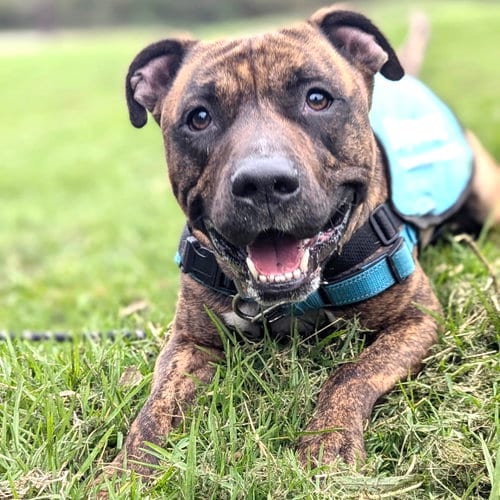Photo of Jojo, adoptable American Pit Bull Terrier in Oakland, California
