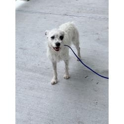 Photo of Spot, adoptable Terrier (Unknown Type, Medium) in Doral, Florida