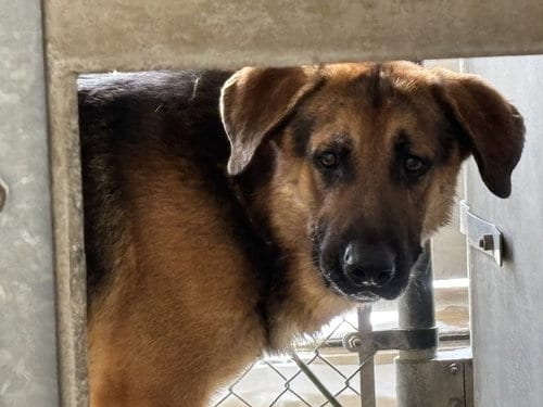 Photo of Mighty, adoptable German Shepherd Dog in San Bernardino, California