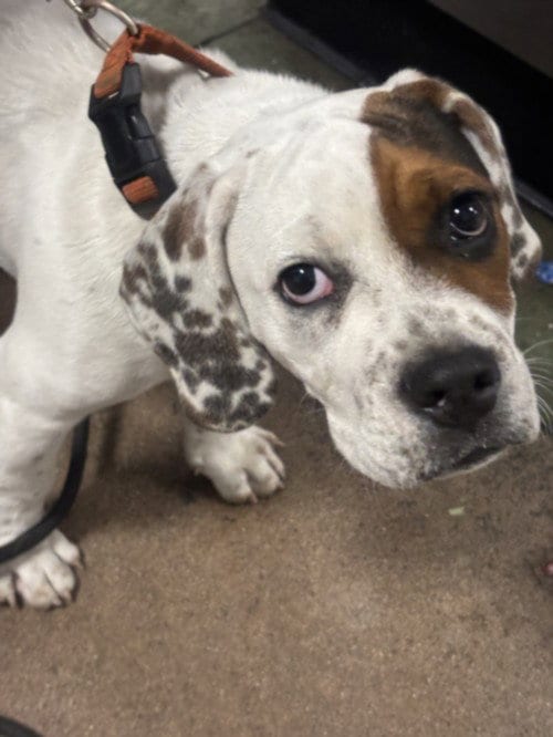 Photo of Boston, adoptable American Bulldog in Van Nuys, California
