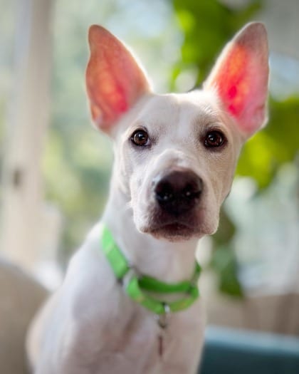 Photo of Mooney, adoptable dog in Atlanta, Georgia