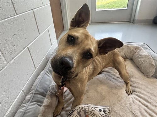 Photo of Kanga, adoptable American Pit Bull Terrier in Ocala, Florida