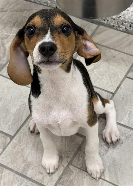 Photo of Churro, adoptable Beagle in Canfield, Ohio