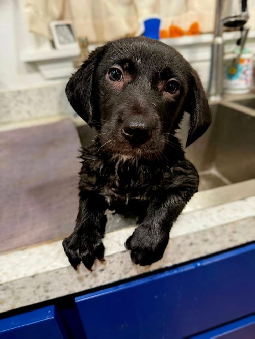 Photo of Melba, adoptable Labrador Retriever in Jackson, Mississippi