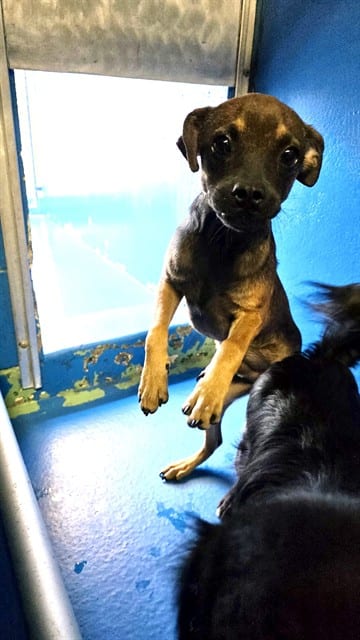 Photo of Senior Chihuahua - Smooth Coated mix, adoptable Chihuahua - Smooth Coated mix in Bakersfield, California