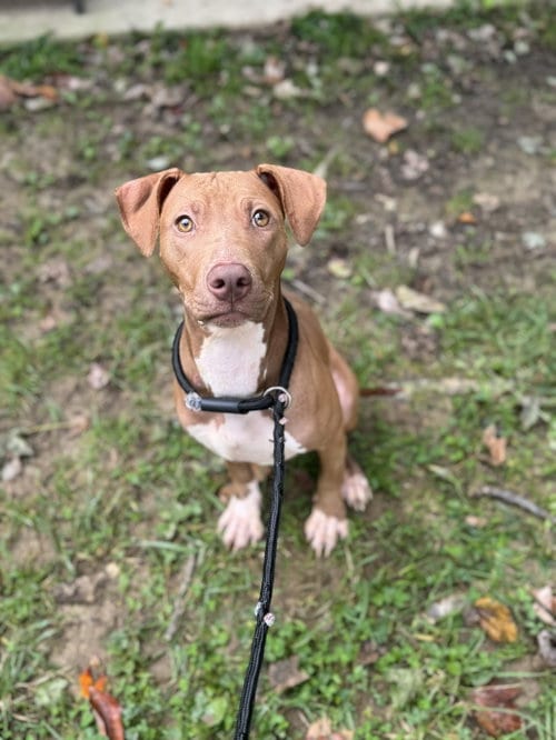 Photo of Horton, adoptable Miniature Bull Terrier in Lancaster, Pennsylvania