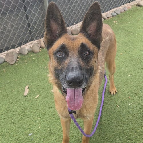 Photo of Rocket, adoptable German Shepherd Dog in Phoenix, Arizona