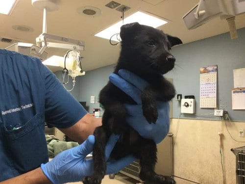 Photo of A1934132, adoptable German Shepherd Dog in Riverside, California