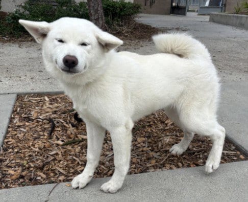 Photo of Elsa, adoptable Jindo (Korean) in San Pedro, California