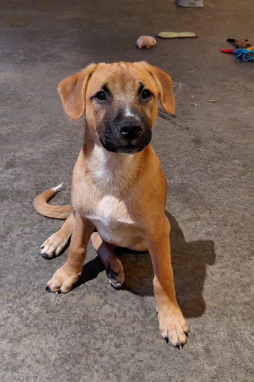 Photo of Leonard - Big Bang Litter, adoptable Boxer in Holly Springs, North Carolina