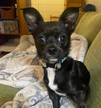 Photo of A053760, adoptable Chihuahua in Alameda, California