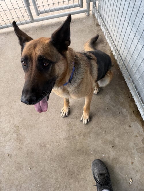 Photo of Apache, adoptable German Shepherd Dog in Monte Vista, Colorado