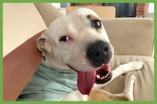 Photo of Theodore, adoptable American Pit Bull Terrier in Amherst, Massachusetts