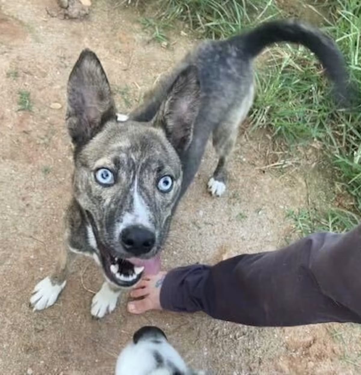 Photo of Letty, adoptable Shiba Inu Husky in Silver Spring, Maryland