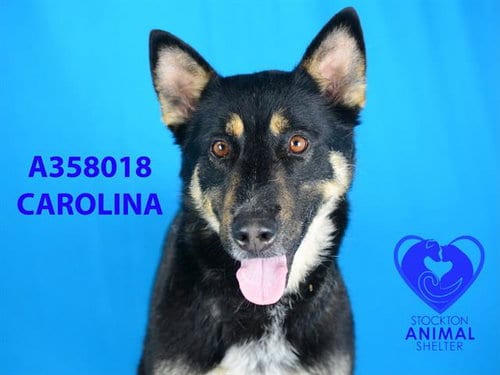 Photo of Carolina, adoptable German Shepherd Dog in Stockton, California