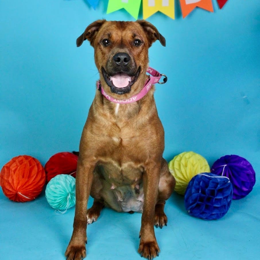 Photo of Nova, adoptable Mixed Breed (Medium) in Georgia, Georgia