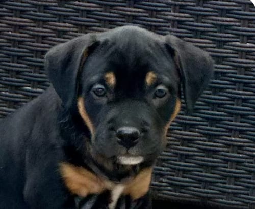 Photo of Honey, adoptable Rottweiler in San Ramon, California