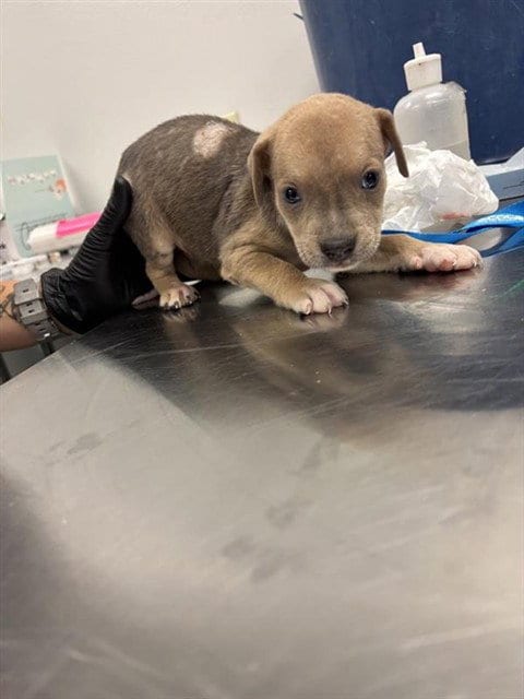Photo of Flounder, adoptable Labrador Retriever in Corpus Christi, Texas
