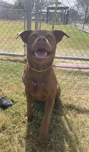 Photo of Hazel, adoptable American Pit Bull Terrier in Corpus Christi, Texas