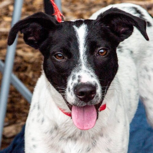 Photo of Jiminy, adoptable Labrador Retriever in Canton, Connecticut
