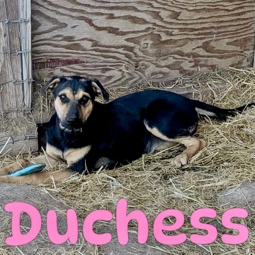 Photo of Duchess, adoptable Shepherd in Yreka, California
