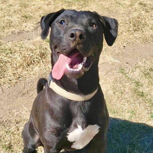 Photo of Oscar, adoptable Pit Bull Terrier in Yreka, California