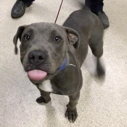 Photo of Bart Simpson, adoptable American Pit Bull Terrier in Jurupa Valley, California