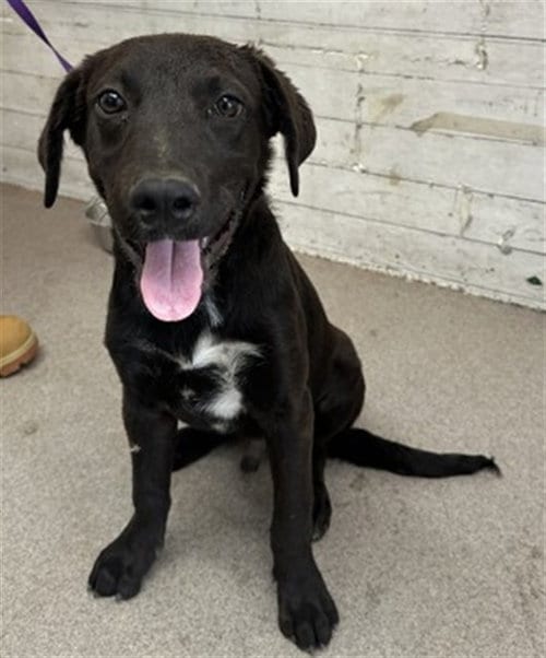 Photo of Boomer, adoptable Labrador Retriever in San Bernardino, California