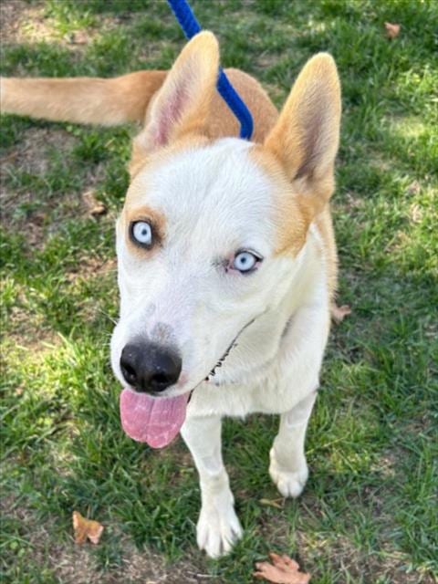 Photo of Popcorn, adoptable Husky in Woodland, California