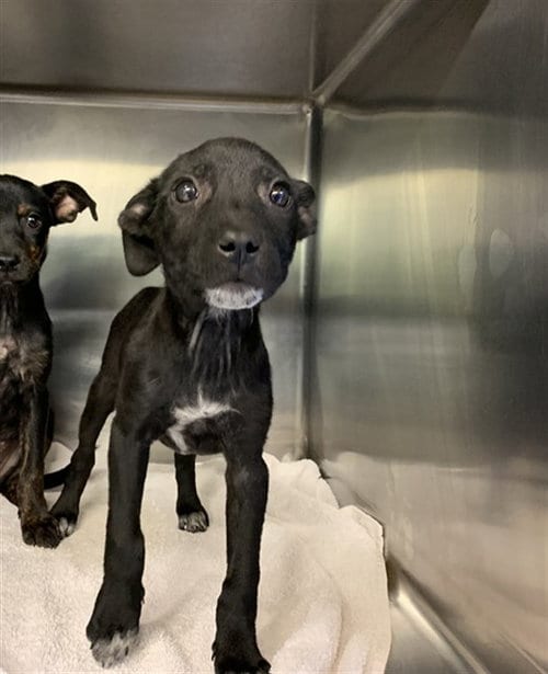 Photo of Wednesday Love, adoptable American Staffordshire Terrier in Grand Prairie, Texas