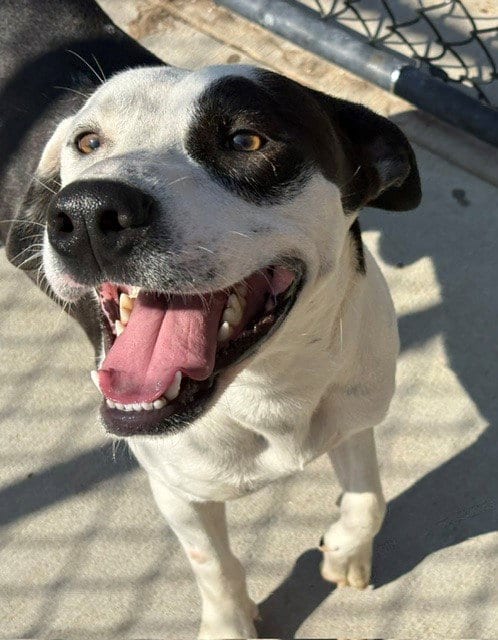 Photo of Spot, adoptable Pit Bull Terrier in Tulsa, Oklahoma