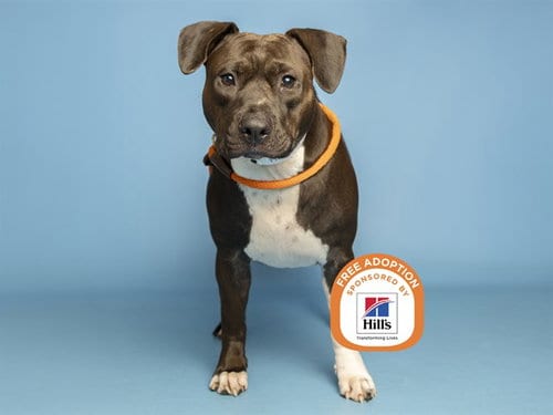 Photo of Flora, adoptable American Pit Bull Terrier in Phoenix, Arizona