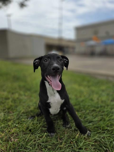 Photo of Blinky, adoptable Labrador Retriever in Rosenberg, Texas