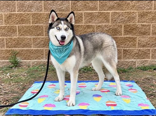 Photo of Chula, adoptable Siberian Husky in Orange, California