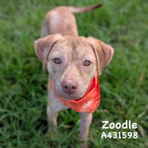 Photo of Zoodle, adoptable Labrador Retriever in Conroe, Texas